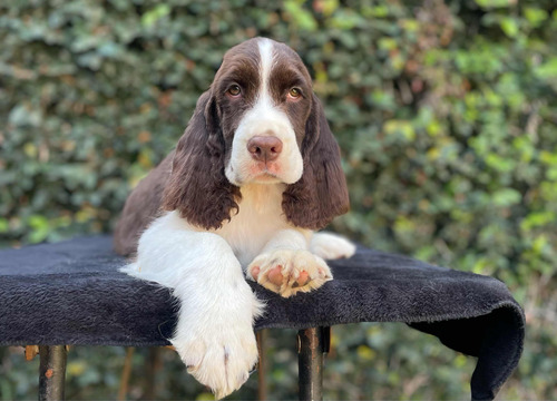 Springer Spaniel