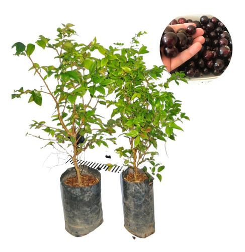 Kit 2 Mudas De Jabuticaba: Híbrida Precoce Boas Para Vaso