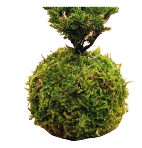 Plantador Moss Ball Green Moss Ball Pot Soporte De Flores Cr