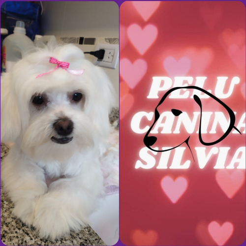Peluquera Canina A Domicilio Y Local Propio Villa Devoto