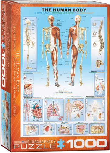 Rompecabezas Del Cuerpo Humano De Eurographics (1000 Piezas)