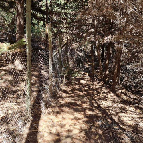 Bosque De Cipres En Zona Urbana