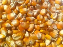 Comprar 1 Kg Semillas De Maiz Amarillo Criollo  - Zea Maiz