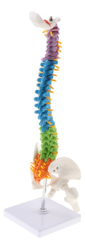 45cm Modelo De Anatomía De Columna Vertebral Humana Con