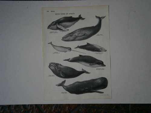 Seven Kinds Of Whales . 19,1 X 26,9 - Whales