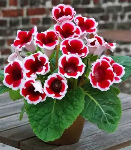 Bulbos Exoticos De Gloxinia Importados X1 Sueños Del Alma en venta en Lanús  Bs.As. G.B.A. Sur por sólo $ 300.00 - OCompra.com Argentina