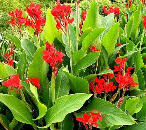 Imagen 1 de 2 de Plantas De Achira De Flor Roja Canna Indica Consulte Antes