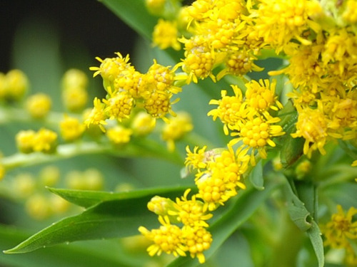 Arnica Brasileira Solidago Erva Medicinal 20 Sementes