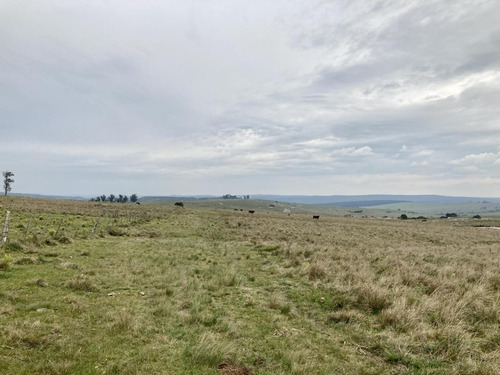 Imagen 2 de 6 de Venta Chacra Campo 142 Hectareas Vista Sierra Minas Lavalleja