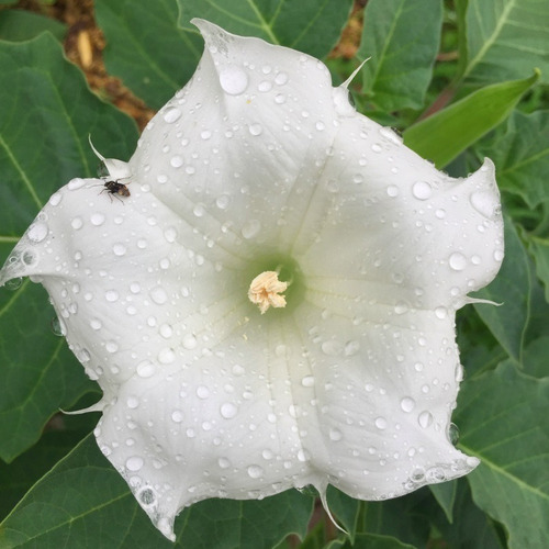 Semillas De Datura Inoxia Blanca 