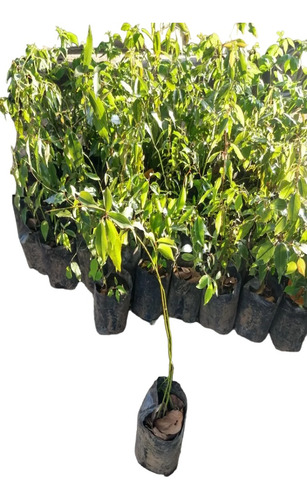 3 Plantas De Especias Clavo Laurel Castilla Laurel De La Sie