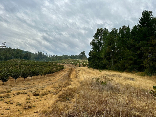Excelente Campo De 160 Has / Cuarta Faja Gorbea