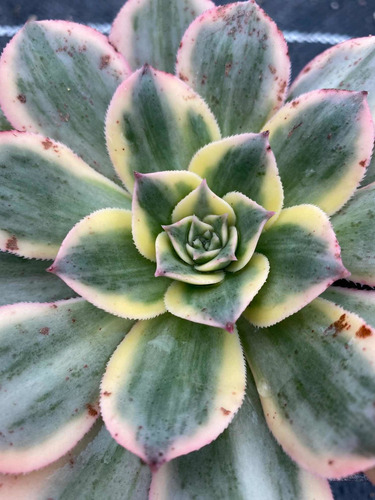 Imagen 4 de 6 de Aeonium Sunburst - Planta Suculenta Exótica
