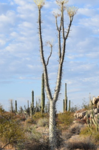 Fouquieria Columnaris, Cirio, 10 Semillas, Nv