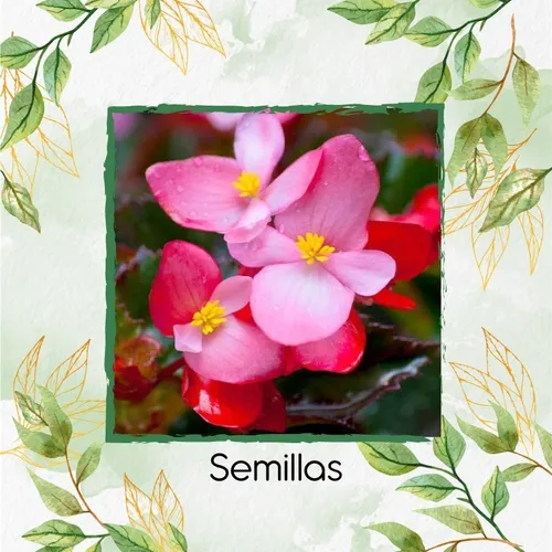 8.000 Semillas De Flor Begonia Pichón + Obsequio Germinación