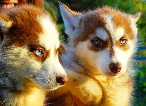 Vendo Filhotes De Husky Siberiano 