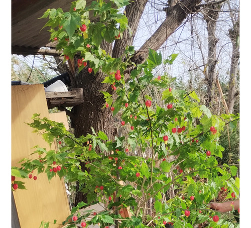 Abutilon - Farolito Japones - Arbusto Nat. Vivero Rolocampo