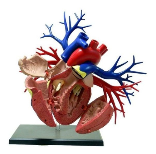 Anatomia Do Coração Deluxe - Tamanho Real - 4d Master