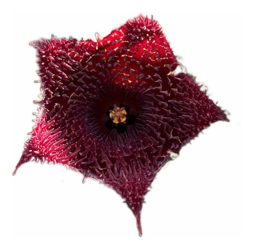 Huernia Recondita Pendurata - Suculenta Híbrida Flor Roxa