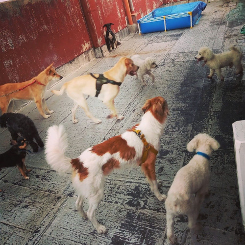 Guardería Canina Zona Oeste (ramos Mejía)