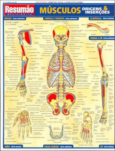 Músculos: Origens E Inserções, De Barros & Fischer. Editora Barros Fischer & Associados, Capa Mole Em Português