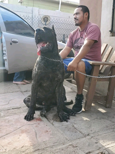 Cachorros Presa Canario 