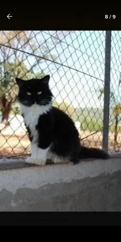 Filhote Maine Coon Preto