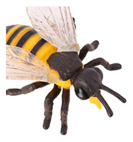 Figuras De Ciclo De De Crescimento De Abelhas De Insetos