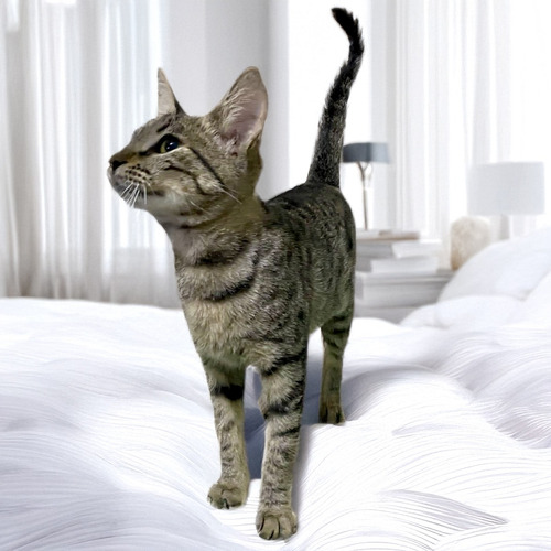 Gata Atigrada En Adopcion Responsable Gris
