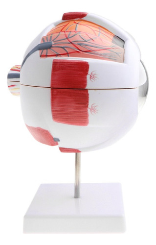 Exhibición De Modelo De Anatomía Del Ojo Humano De 15 Cm Alt