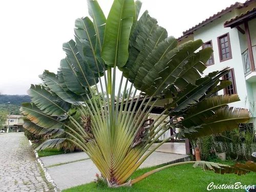 Ravenala, Comprar muda de palmeira ravenala online no RJ, Palmeira rav -  Flora Delivery