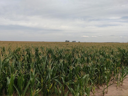 Imagen 6 de 10 de 122 Hectáreas Agrícolas Rincón - Rio Segundo
