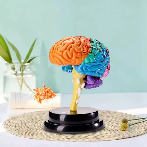 Modelagem Funcional De Ferramentas De Anatomia Cerebral C