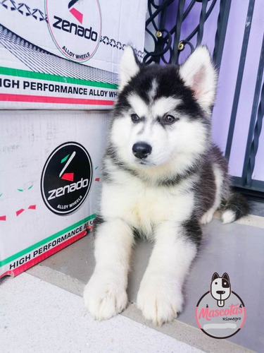 Imagen 4 de 4 de Cachorros Husky Siberiano Mascotas Medellín Bogota