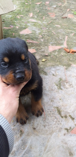 Rottweiler Cachorros Puros De Verdad