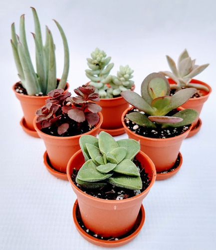 Suculentas Mix 70 Pzas 2 Pulgadas Con Plato Envio Gratis