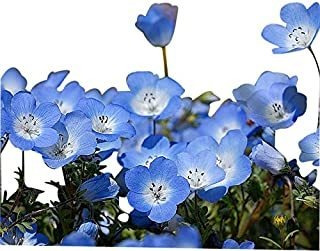 Semillas De Flores Silvestres Baby Blue Eyes De California N