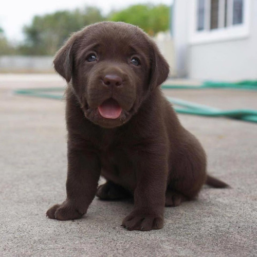 Vení A Ver Los Labrador Retriever Mas Buscados De Argentina
