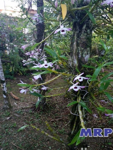 Imagem 16 de 19 de Ch 00013 - Chácara Em Ubatuba, Com Pousada, Tipo Chalé, 4 Apartamentos, Aproximadamente 2 Km Da Praia Do Sapê. - Ch00013 - 4853134