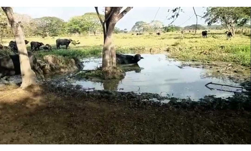 Tierras Privadas En Cojedes, Aptas Para La Cría De Búfalo. Vegas.
