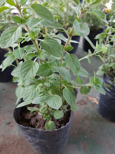 Imagen 1 de 2 de Planta De Orégano Aromatica Moron Raices Arcoiris
