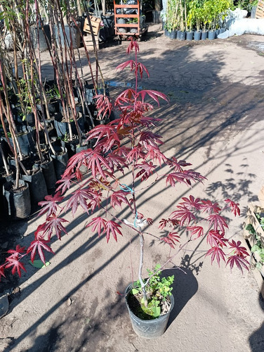 Acer Trompenburg, Arce Japones, Arbol Japones 10lts