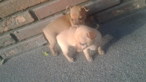Perro Mini Pincher Mascotas Rionegro Medellín Bogota