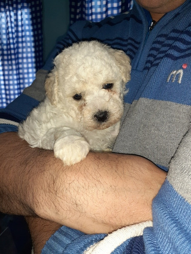 Imagen 5 de 9 de Caniches Cachorros