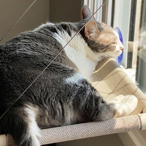 Imagem 6 de 7 de Cama Rede Para Gato Catbed Shell Gatton P Nova Estampa