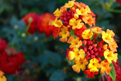 Lantana Puerto Jardín Plantas