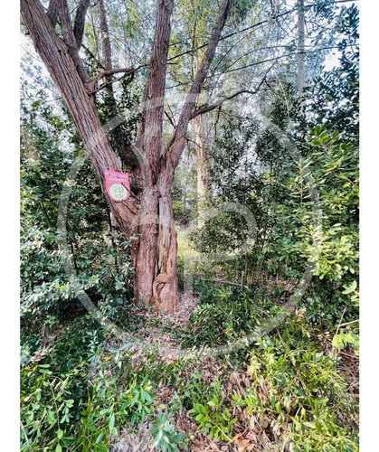 Imagen 8 de 8 de Lote Barrio Los Bosquecitos Brandsen