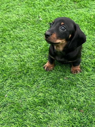 Cachorros Dachshtund, 3h Y 1m, Desparasitados 1,5 Meses,
