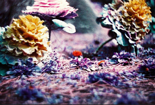 Lomochrome Purple 35 Mm Iso 100-400