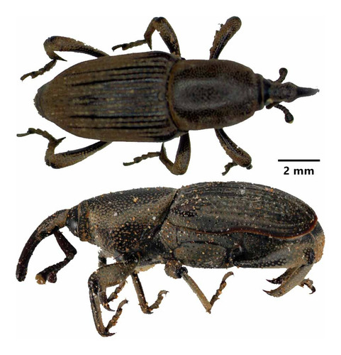 Beauveria Bassiana E Metarhizium Anisopliae - 5,0 Litros